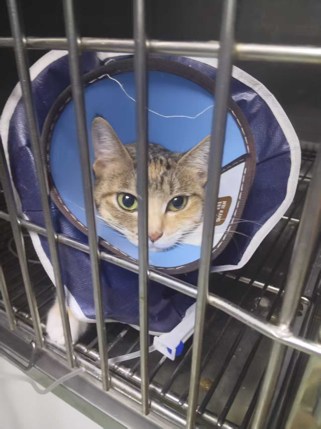 携宠伴侣动物医院：哺乳期猫瘟