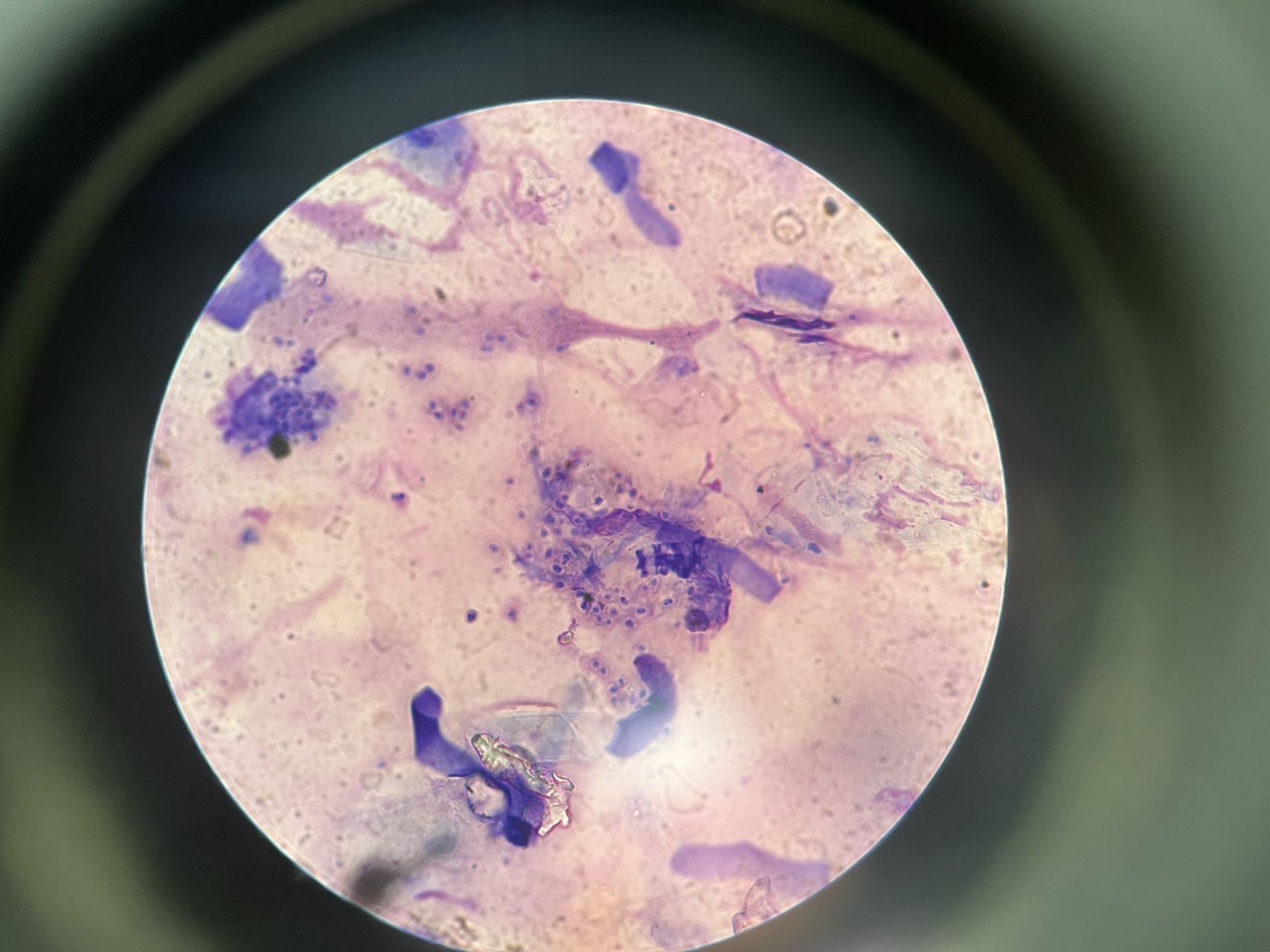 携宠伴侣动物医院·猫藓