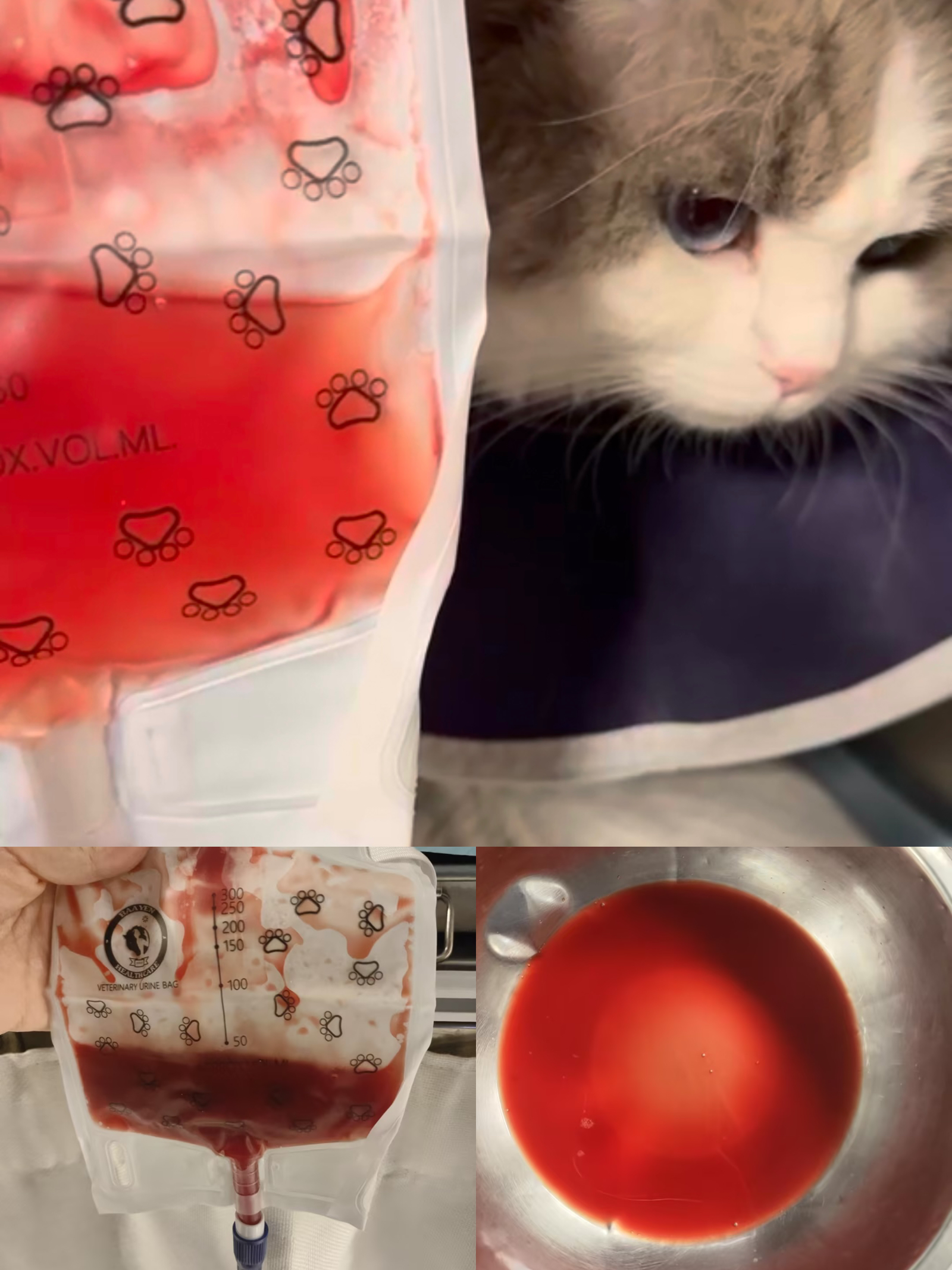 5岁布偶公猫，尿闭化验报告综合分析