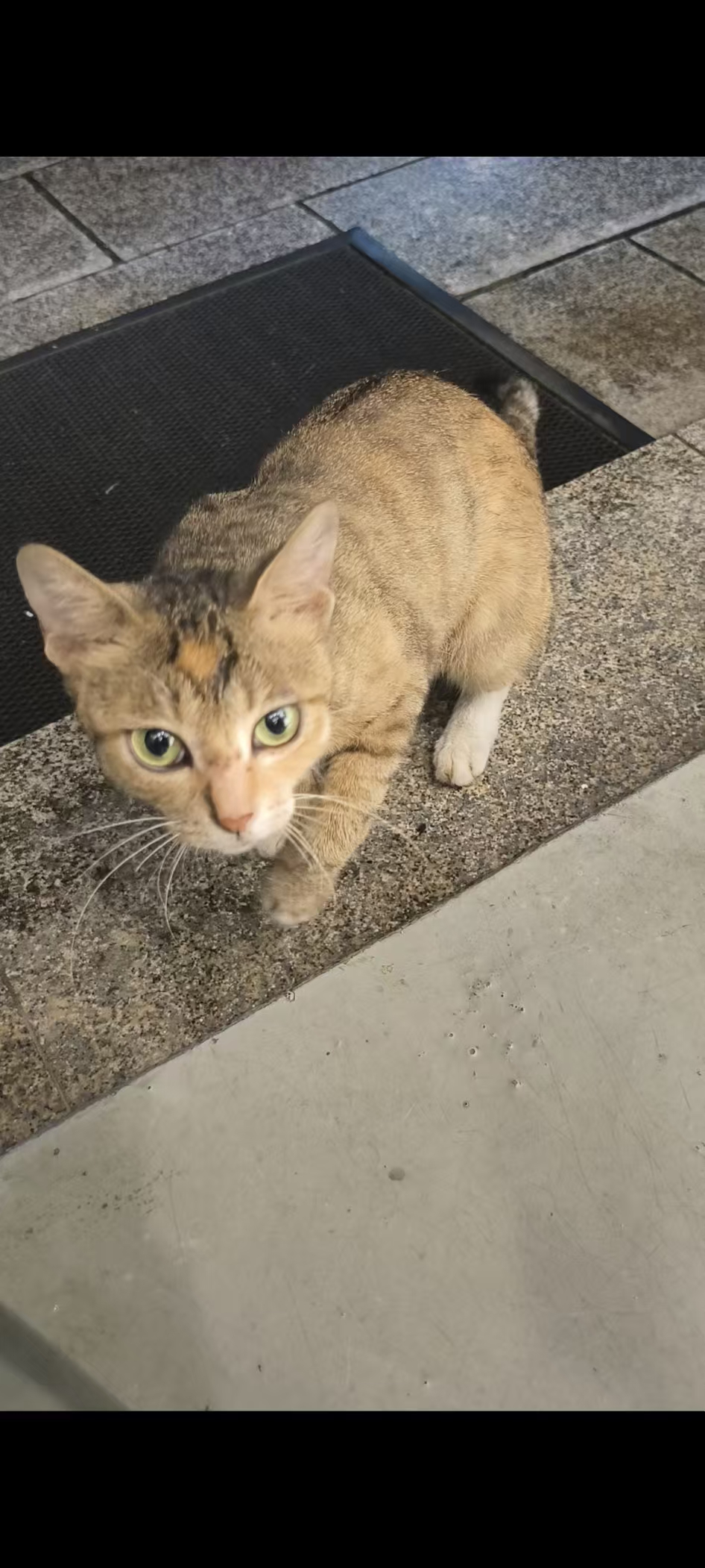 携宠伴侣动物医院-猫妈妈的求助