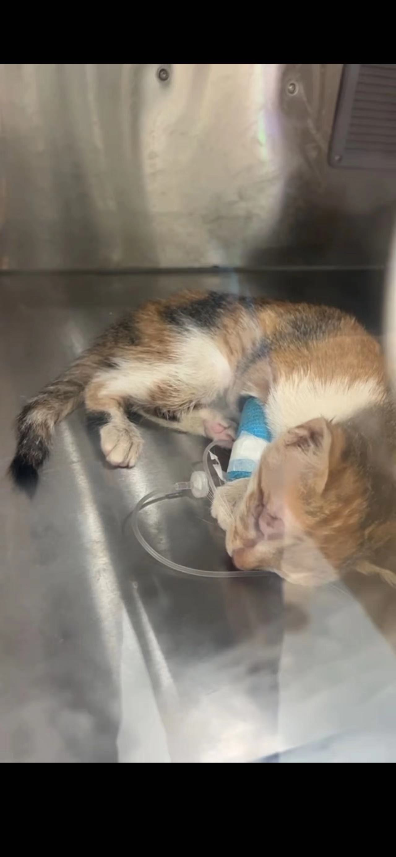 携宠伴侣动物医院｜低温症流浪幼猫紧急救助全程