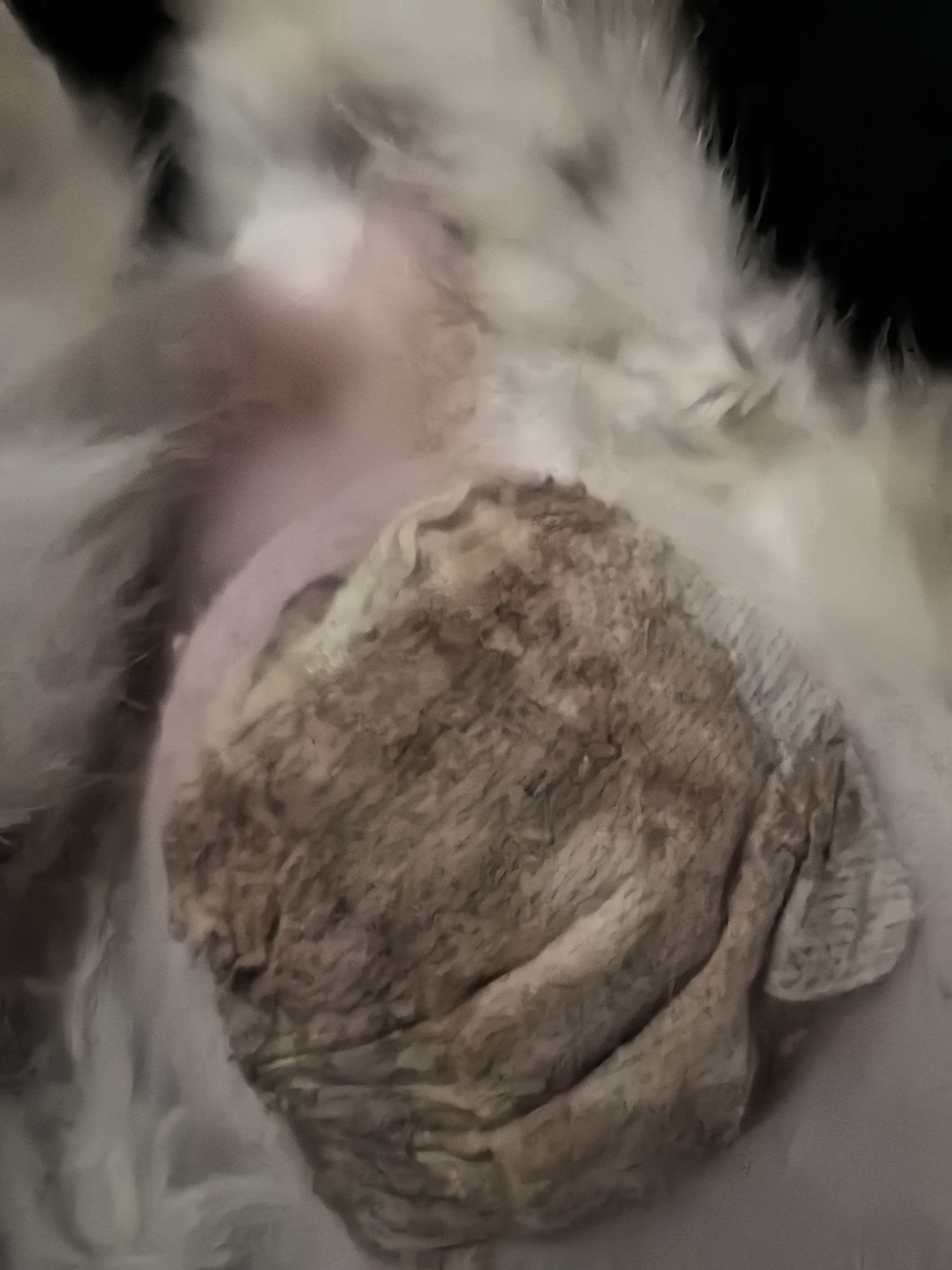 当绝育变成一场噩梦：携宠宇麟如何修复失败的手术，重焕健康新生