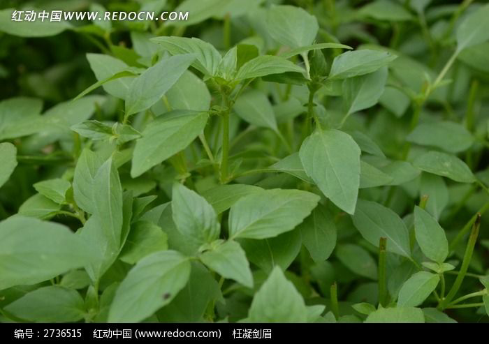 猫薄荷效应：猫咪的“快乐开关”；携宠伴侣动物医院