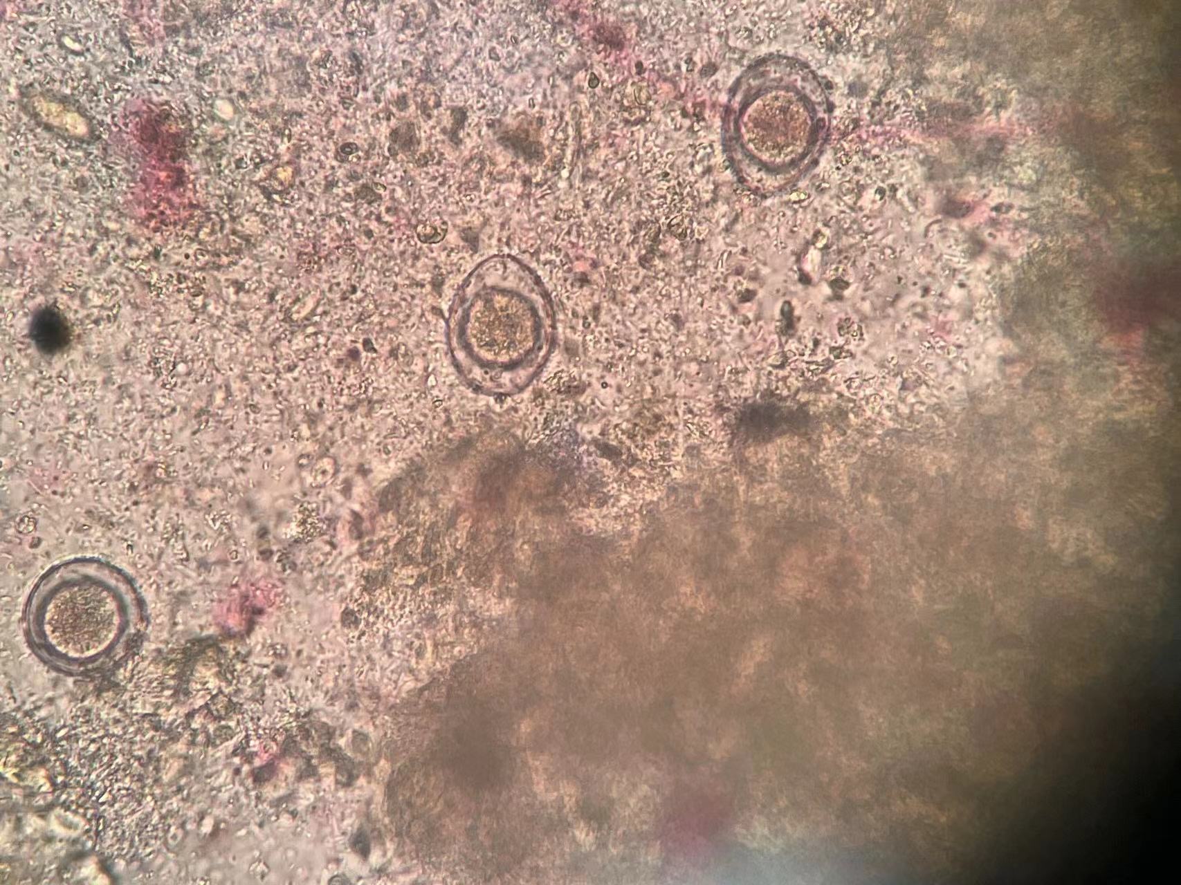   携宠伴侣动物医院病例分享：幼犬球虫感染精准诊疗，守护爱宠健康成长