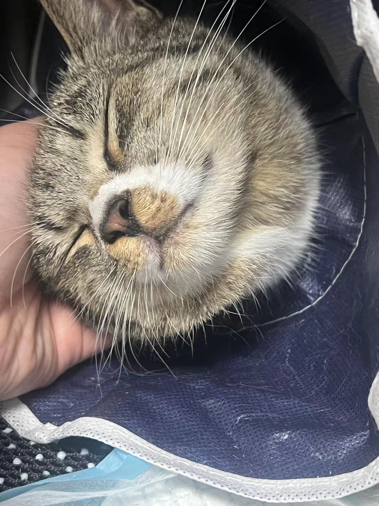 携宠伴侣宠物医院：一例流浪母猫绝育