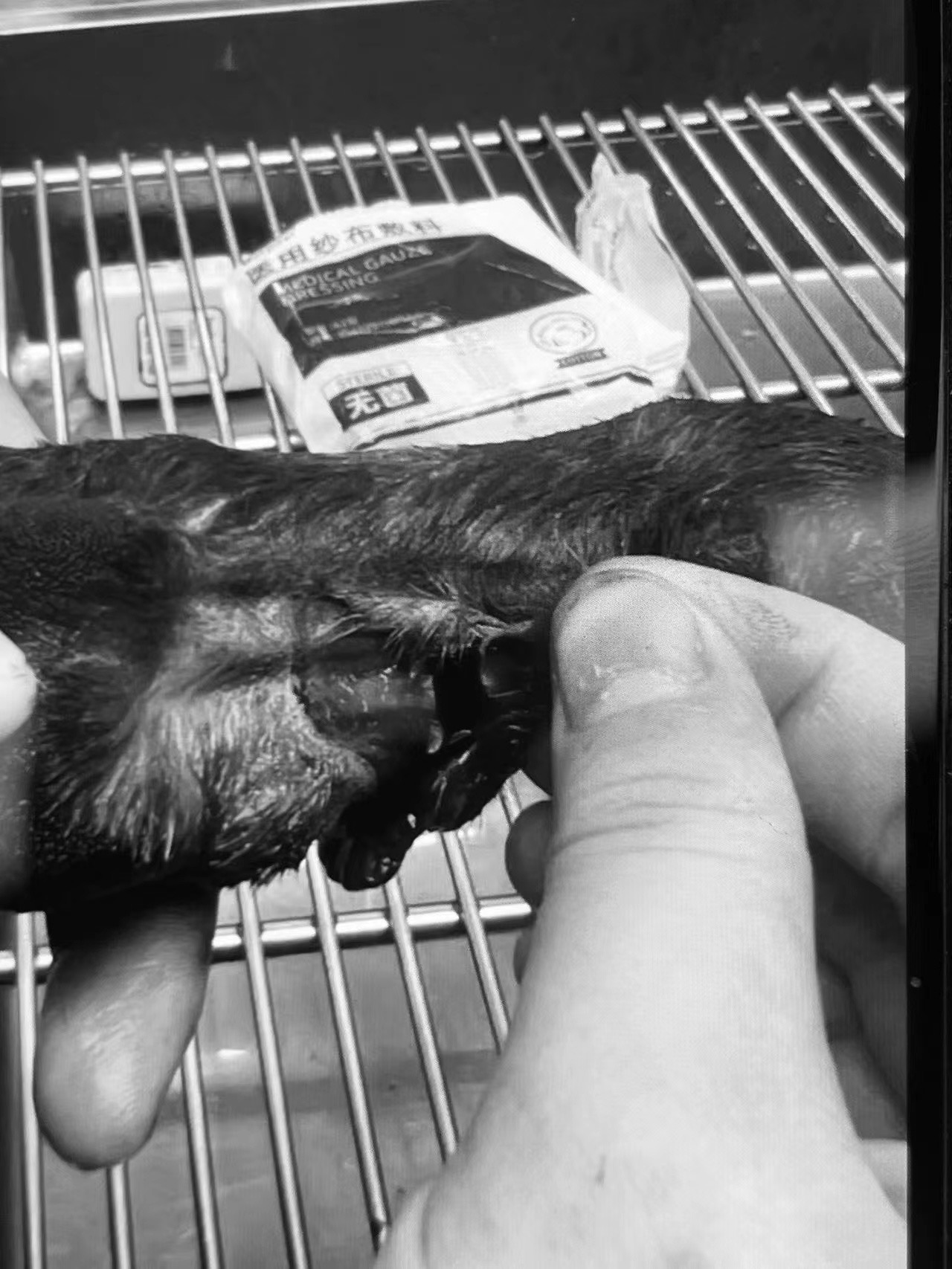 携宠伴侣动物医院·犬悬趾割伤处理