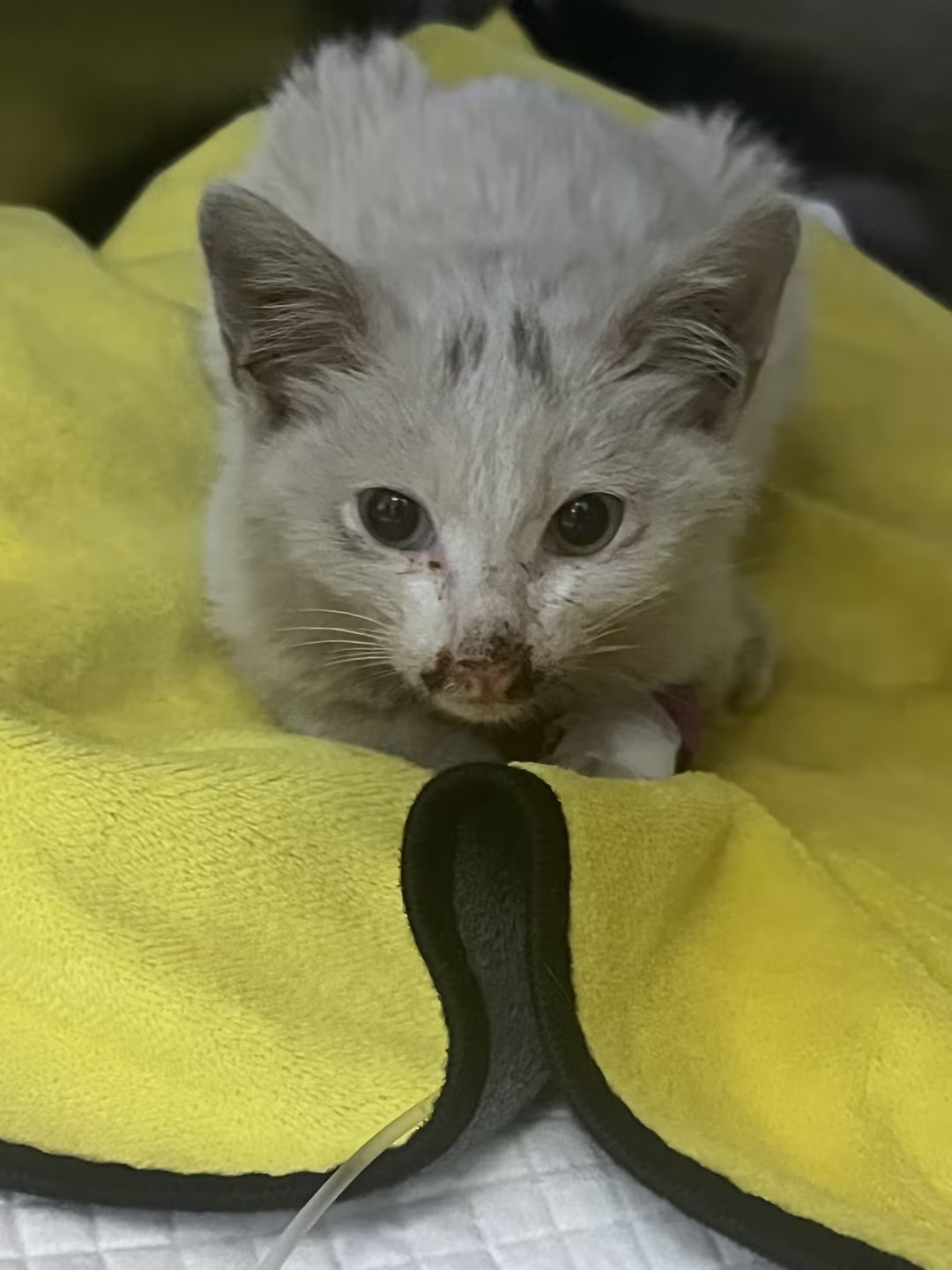 以爱为盾，以医为刃——携宠金诚成功救治支原体合并猫瘟流浪猫