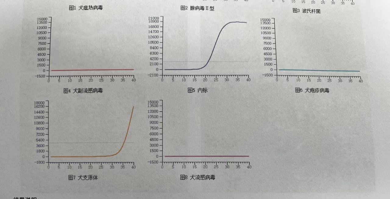 一岁泰迪为何频繁咳嗽｜三门携宠伴侣宠物医院病例分享