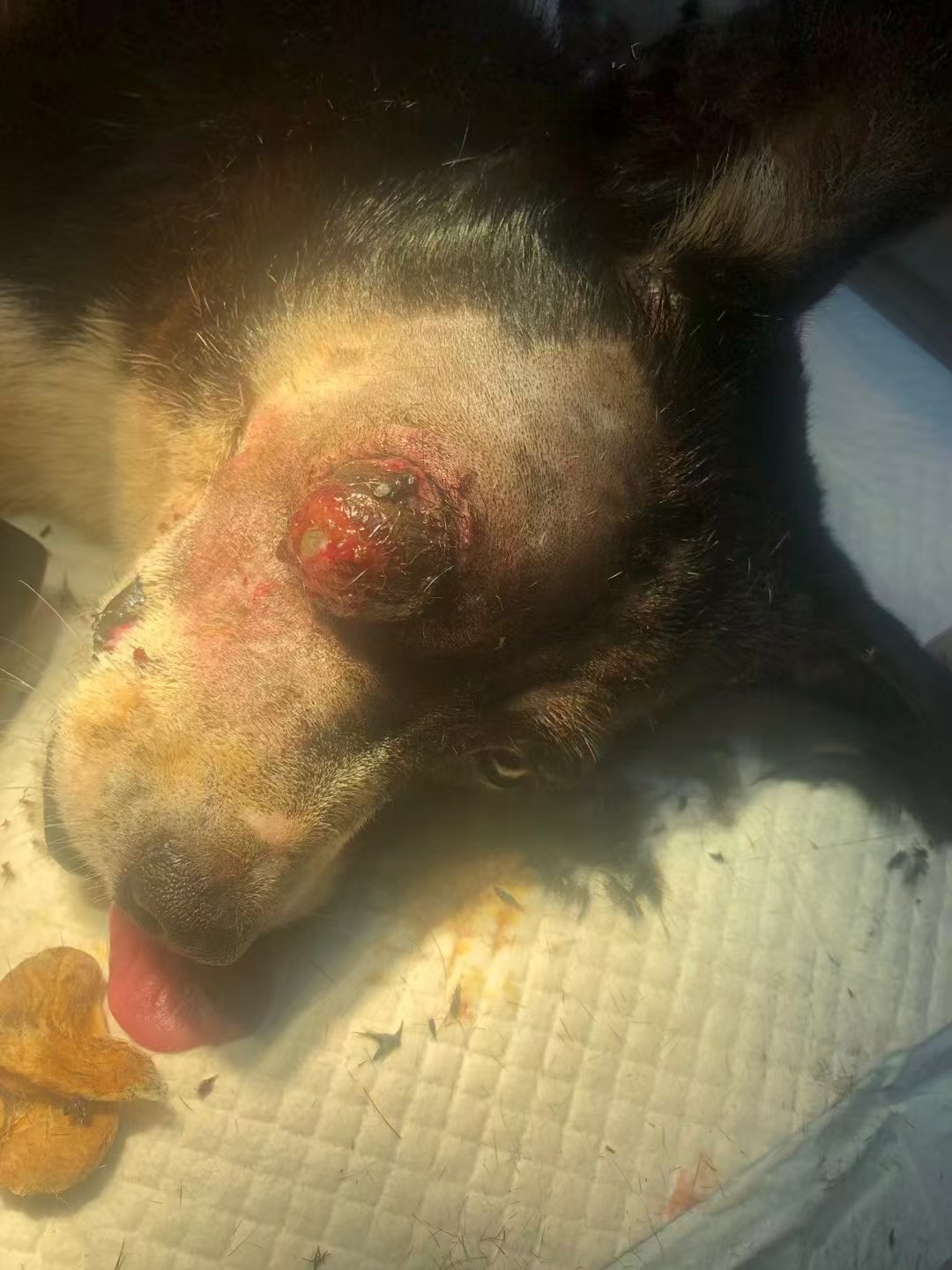 携宠艾米宠医｜崔医生主刀：犬眼部外伤致眼球坏死，眼球摘除手术助其重获新生