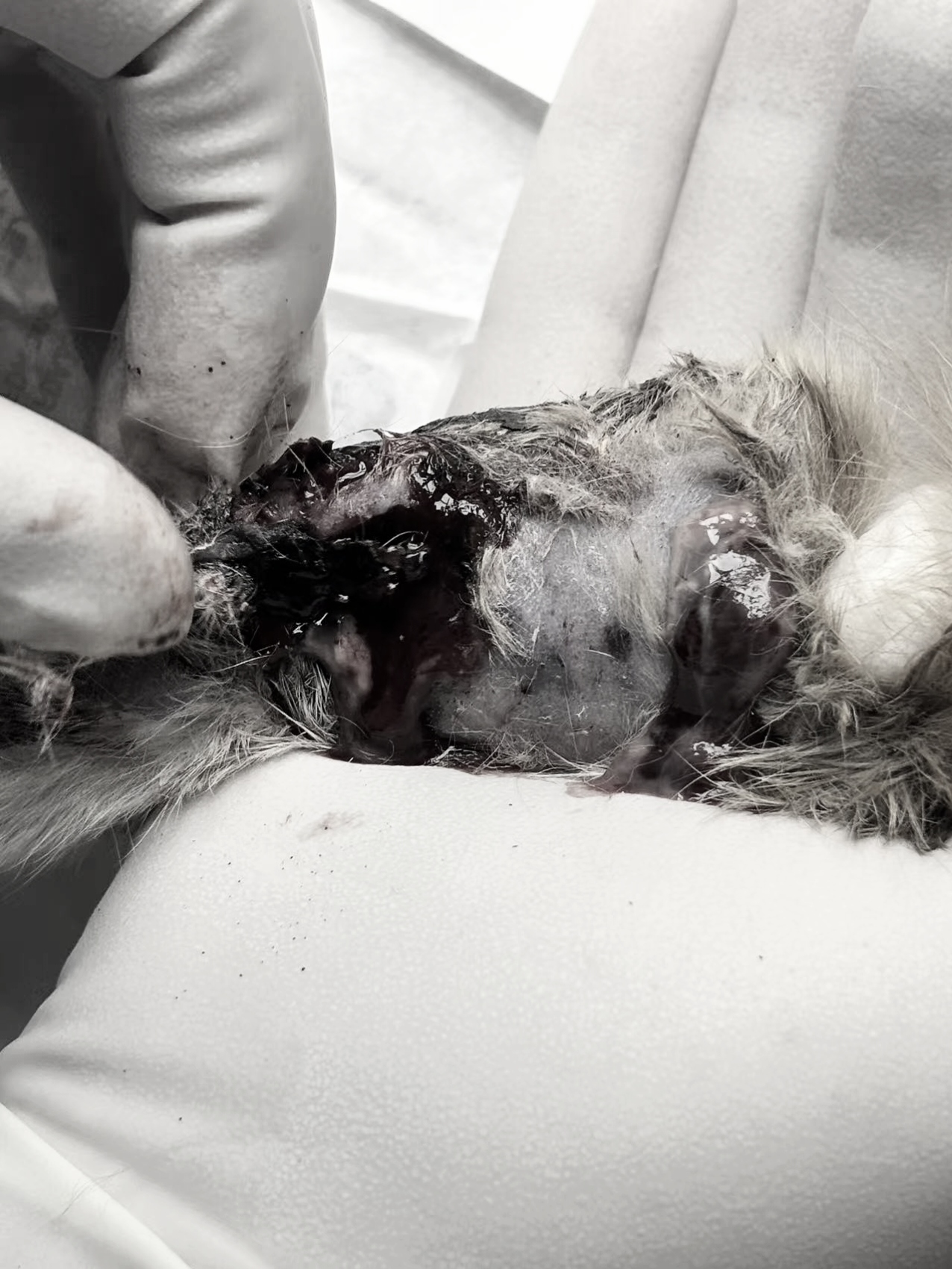 携宠伴侣动物医院：救助右后腿皮下化脓性感染流浪猫