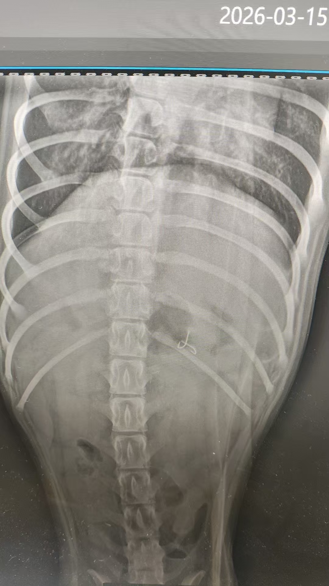 惊心一刻！鱼钩入腹，携宠宇麟深夜急救打通生命线