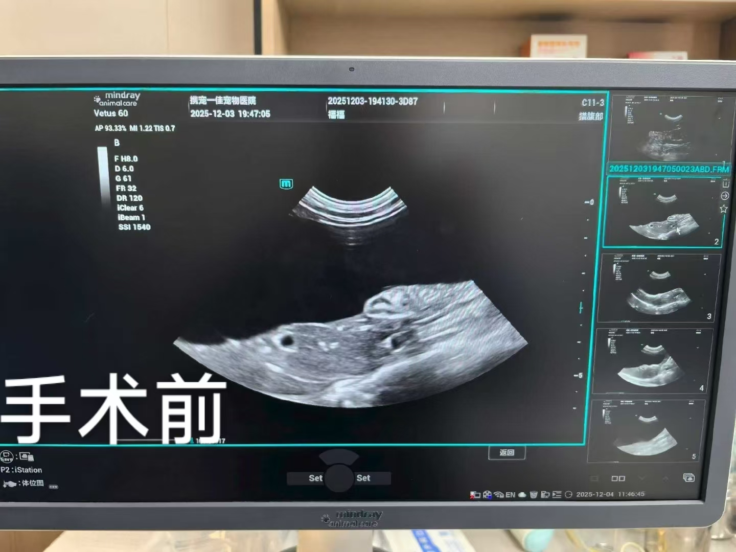 医者仁心，为爱续航！携宠一佳王坚院长温情救治猫咪 “福福”，不负每一份生命托付