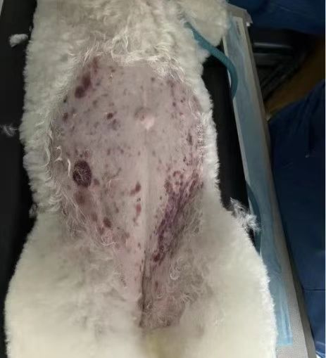 莫名淤青、黑便呕吐不可大意！携宠宇麟宠物医院成功救治比熊免疫介导性血小板减少症