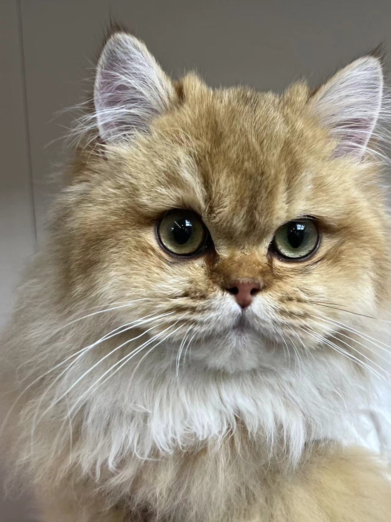 携宠伴侣动物医院 · 猫疱疹病毒