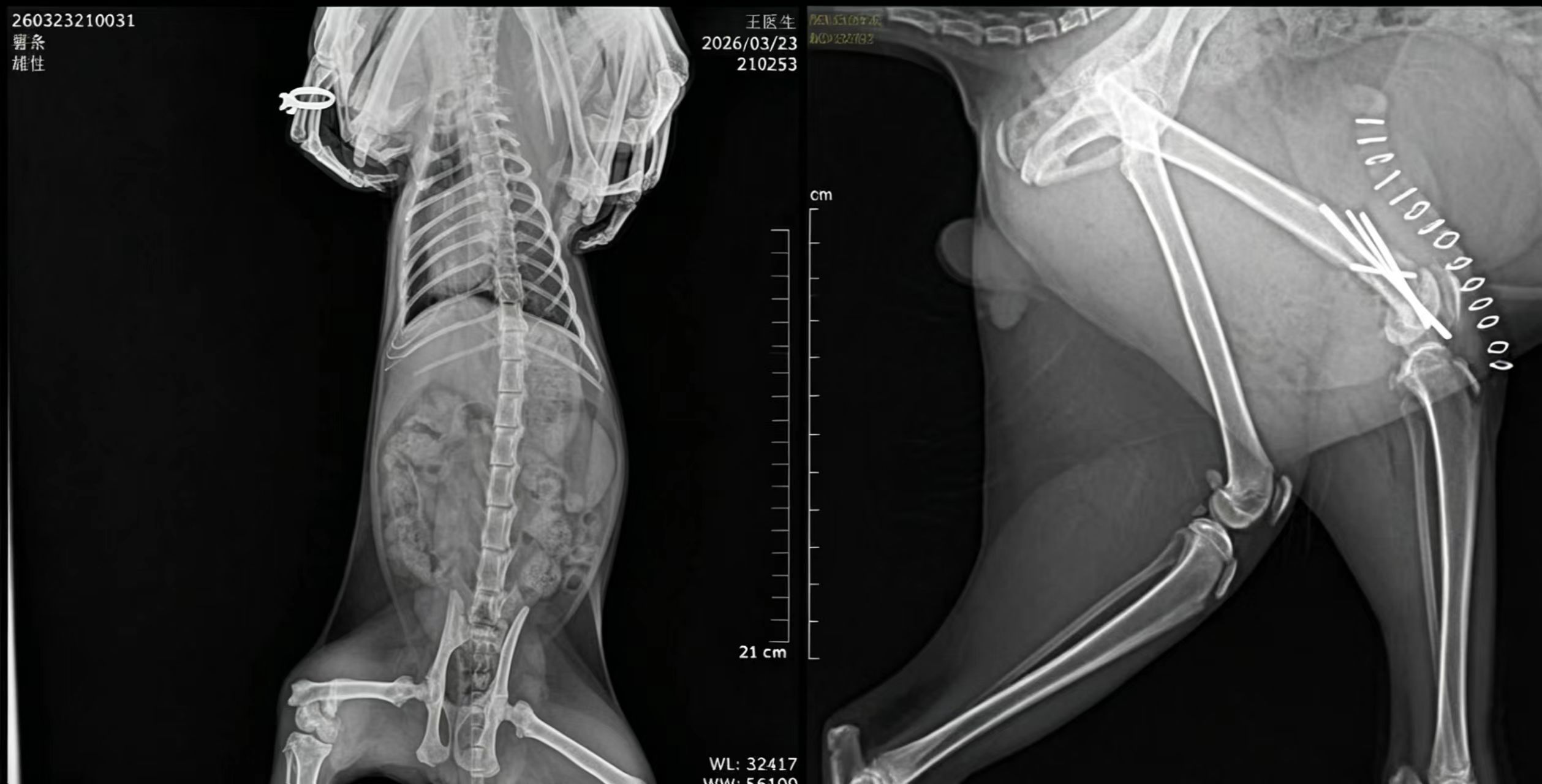 宇麟守护｜王医生团队成功为7月龄起司猫完成股骨远端骨折修复手术