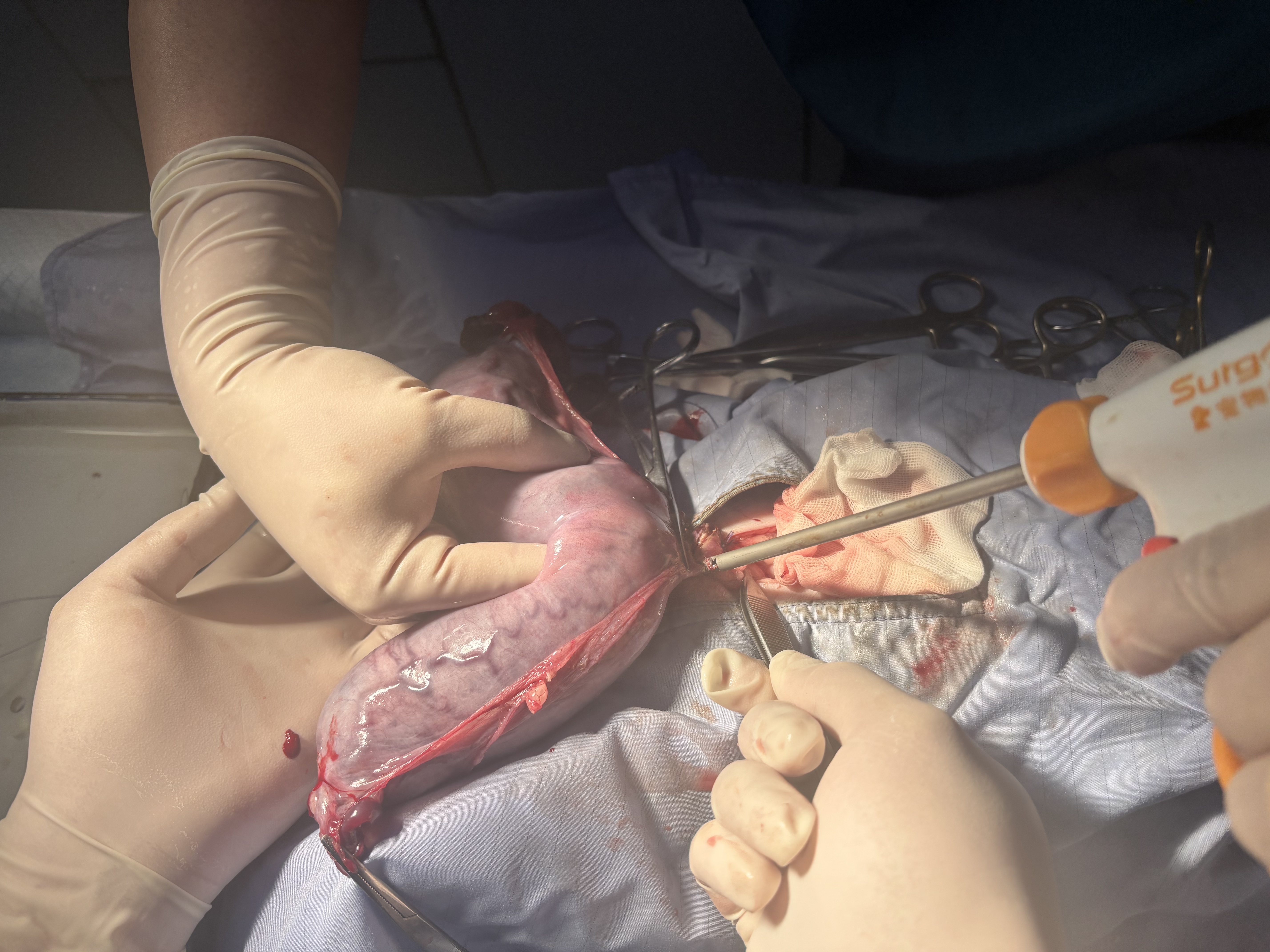 九岁狸花猫夜间急诊难产危机：心衰伴肥厚性心肌病下的手术救赎与康复之路