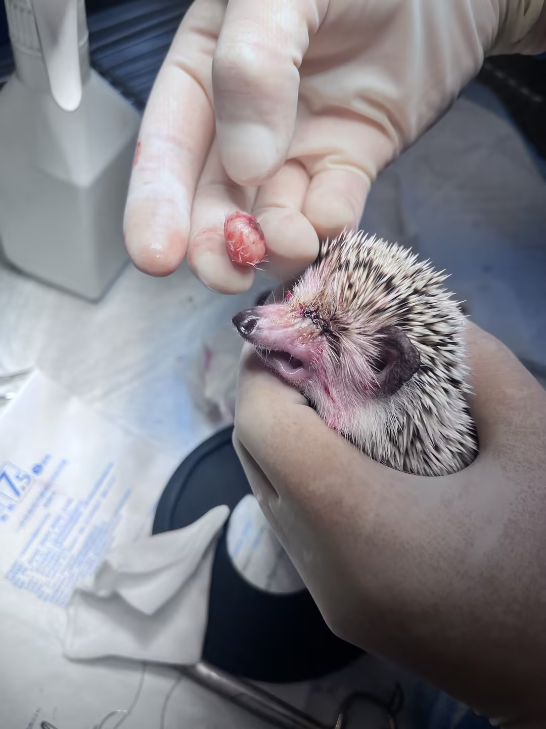 异宠病例｜小刺球“长痘痘”？原来是眼板腺瘤，手术+护理全记录