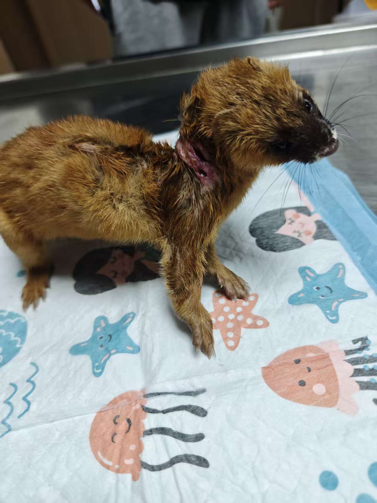 三小时生死营救！一只黄鼬的重生记