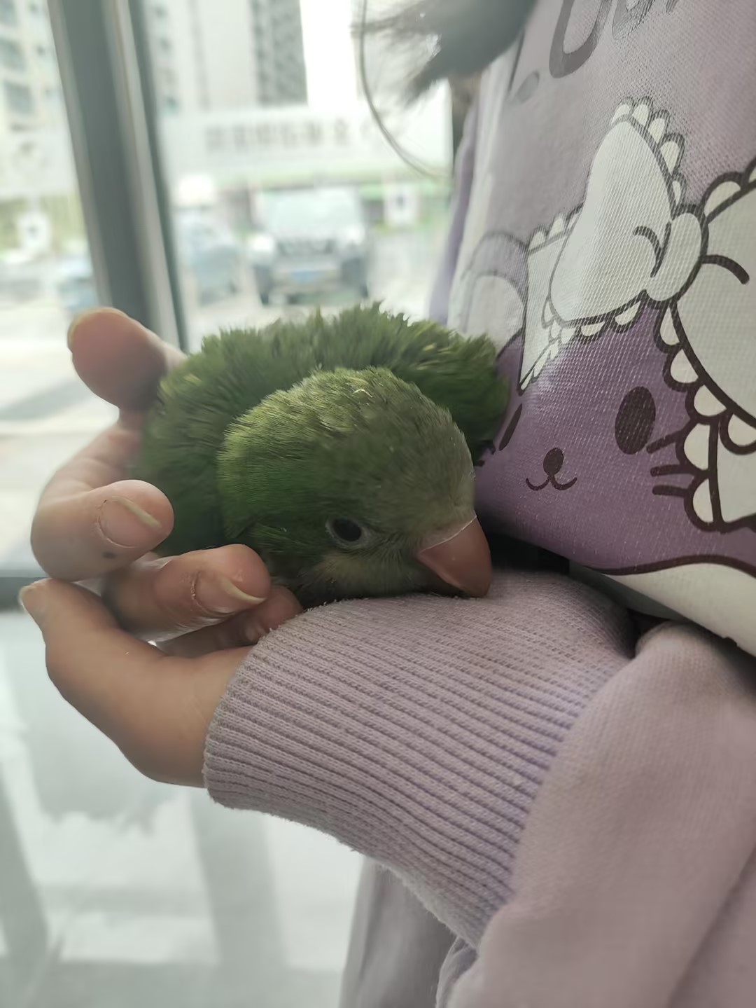 鹦鹉误食软管完整治疗过程