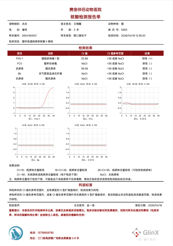 携宠病例分享】3岁英短流涕打喷嚏？警惕疱疹病毒+心肌肥厚双重危机！