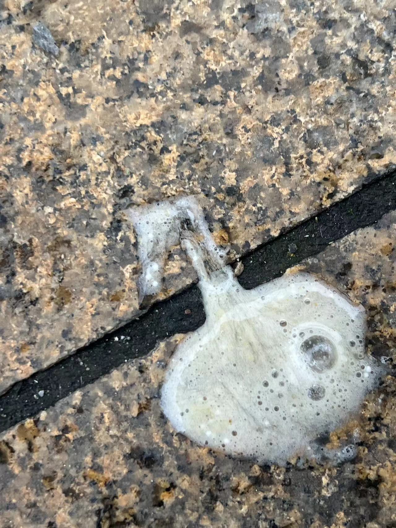 8月龄比熊圆圆布洛芬中毒（紧急催吐+保守治疗）康复案例